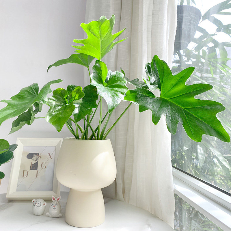 蓉城金叶子春羽蔓绿绒春芋盆栽室内外阳台办公桌净化空气常绿植物