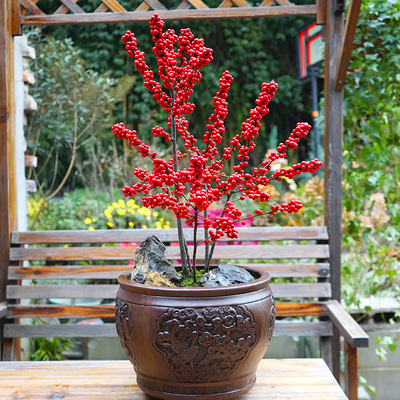 北美冬青室内外红豆果高档礼品树