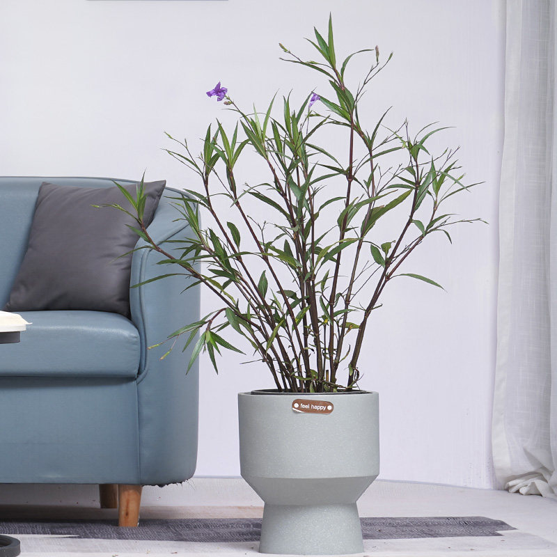 翠芦莉耐晒耐阴阳台室内外绿植