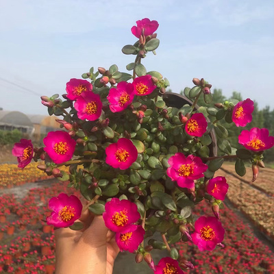 单瓣混色植物室外阳台好养花卉