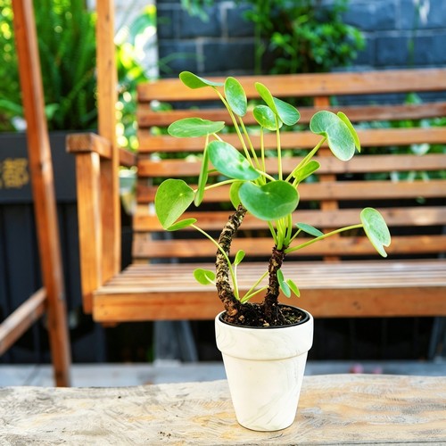老桩镜面草室内ins网红观叶植物