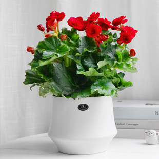 金叶子丽格海棠重瓣玫瑰海棠盆栽带花四季好养室内外阳台花卉植物