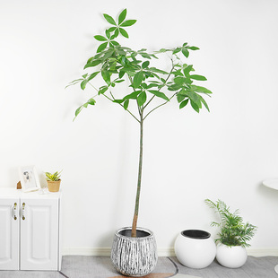 金叶子原生发财树盆栽网红大造型飘枝四季常绿植物室内客厅除甲醛