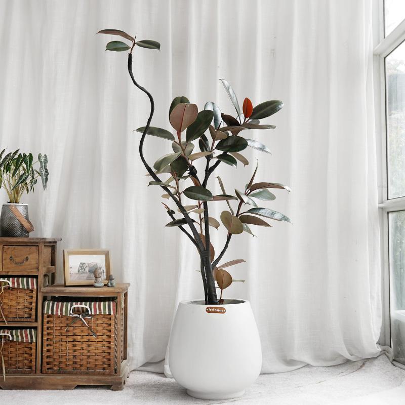 橡皮树网红观叶室内大型绿植