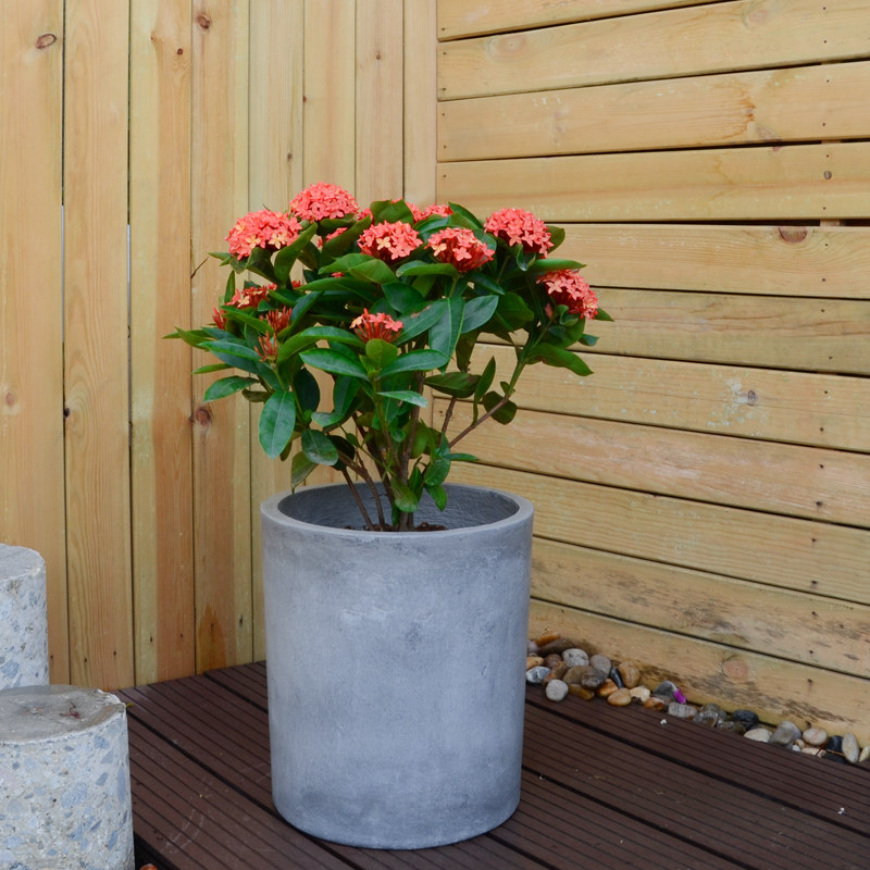 龙船花 成都植物阳台绿化盆栽 常绿时令花卉 绕城内满150包邮