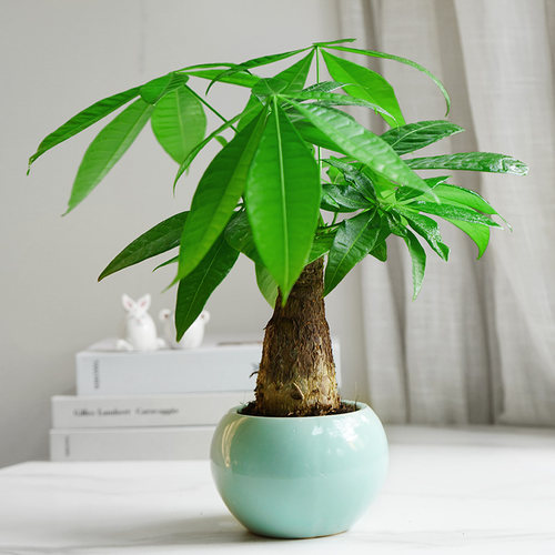 发财树办公室内桌面净化空气