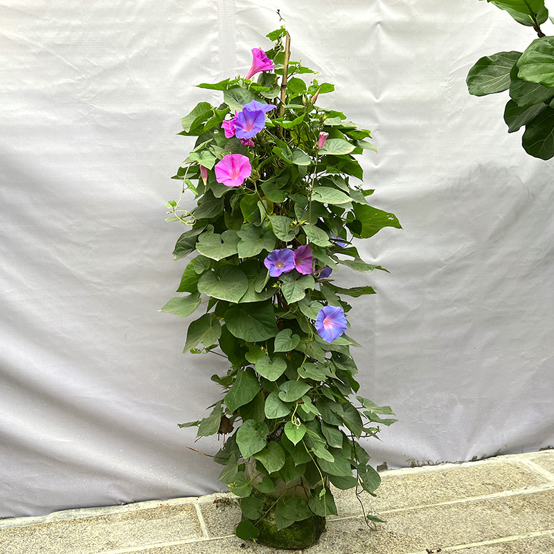 大花牵牛爬藤巨型爆花庭院好种易