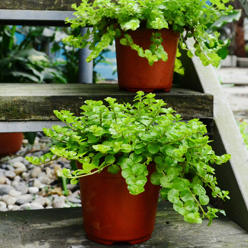 金叶过路黄垂吊地被花园植物四季观叶绿植盆栽耐寒耐热极易养活