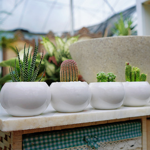 金叶子迷你仙人掌组合红太阳白鸟黄毛掌条纹窗台书桌清新植物盆栽