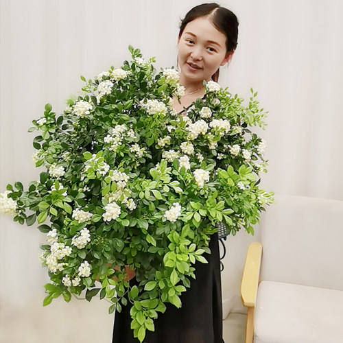 九里香室内外阳台花卉