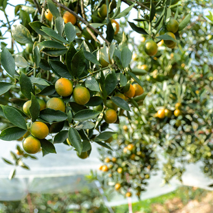 【大苗山百味】脆蜜金桔 果园现摘 新鲜直达 大果