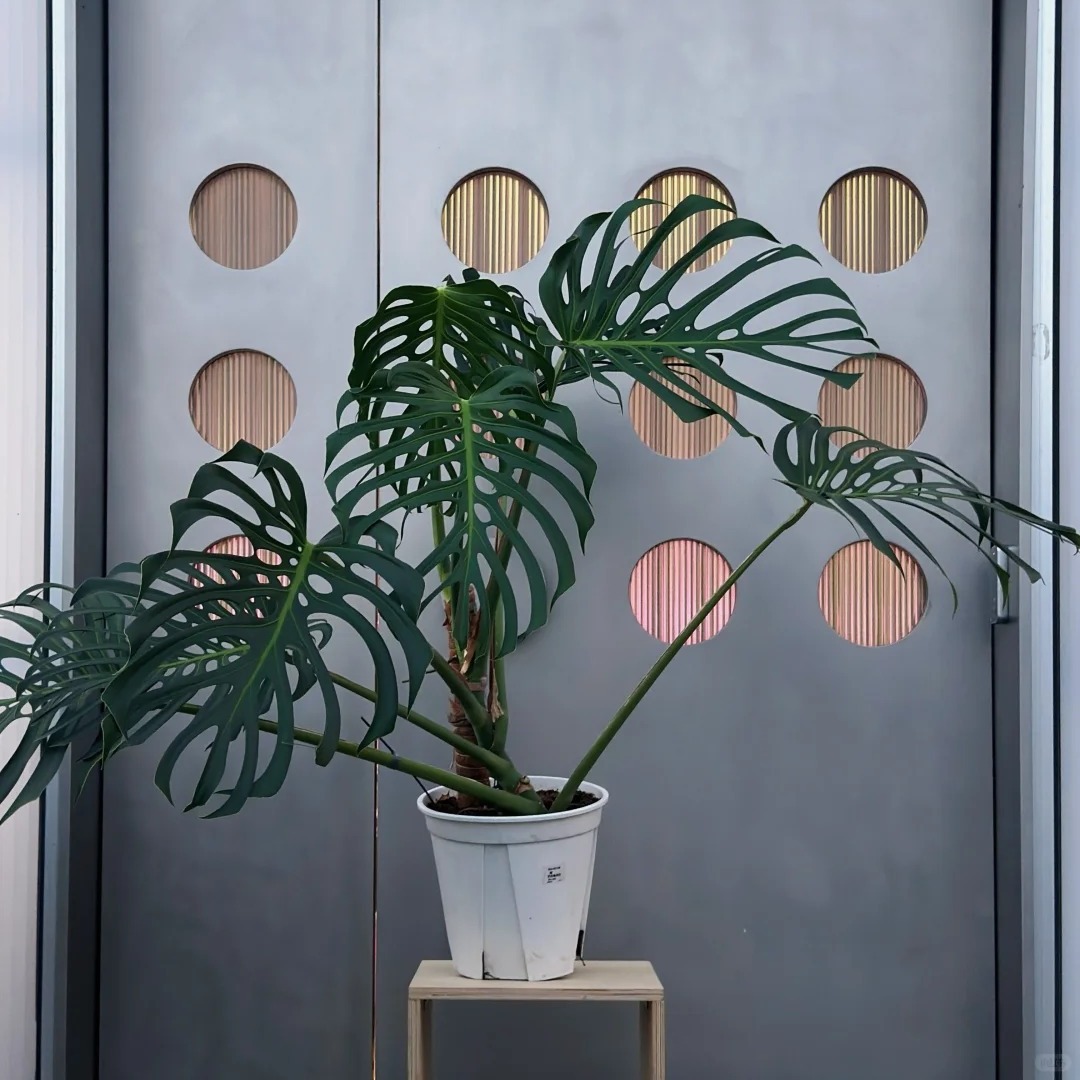 巴西火焰龟背竹网红ins风好养