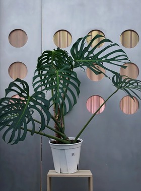 巴西火焰龟背竹Monstera Burle Marx Flame网红ins风净化空气好养