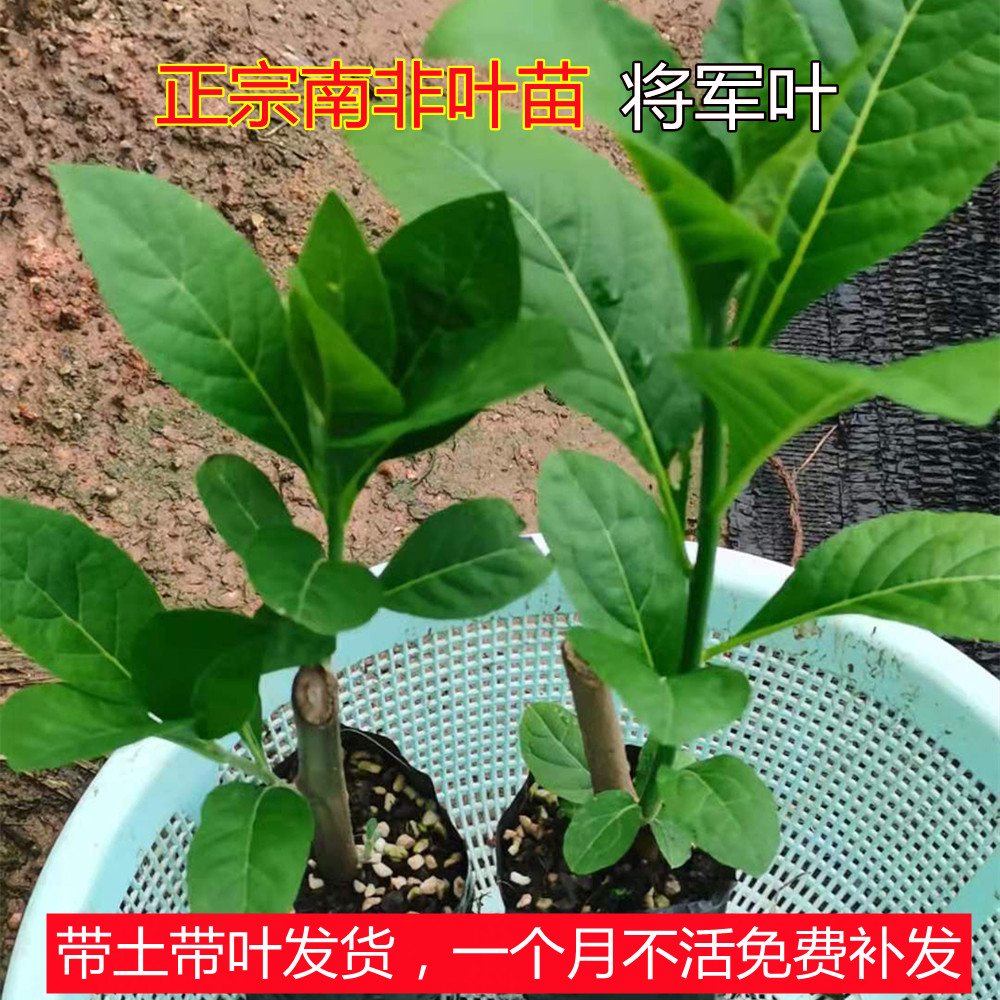 正宗南非叶苗种树苗将军叶新鲜干叶茶室内外庭院阳台绿植花卉盆栽
