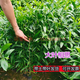 大叶相思马占相思树苗生命力旺盛易成活绿化造林常绿树苗包邮