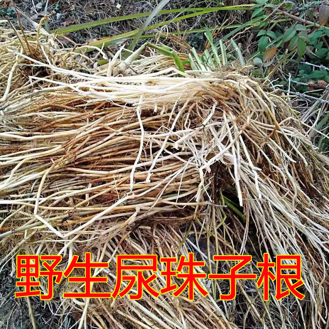尿珠子根薏米根薏苡根尿猪根打碗结石草药中药材250g包邮