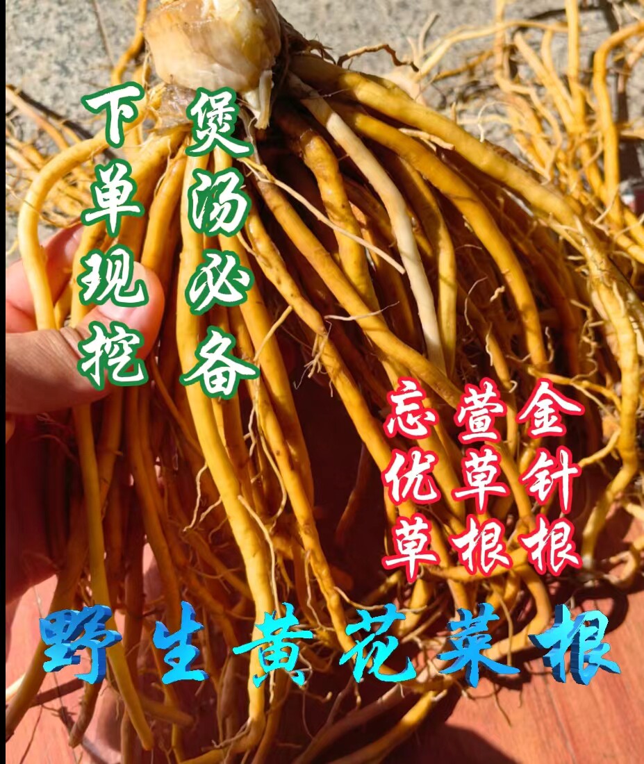野生农家金针根新鲜黄花菜根 萱草根 忘忧草根生的 纯天然500g