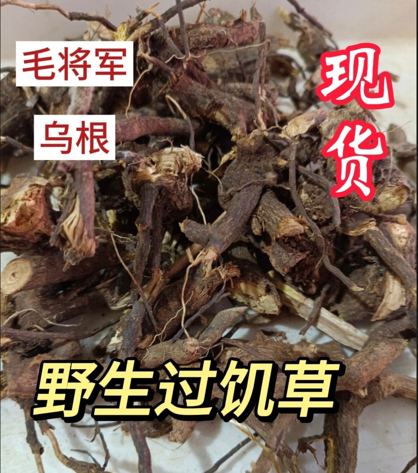 野生过饥草闽南白毛将军中草药土丁桂辛苦草羊耳菊根兔子耳朵乌根