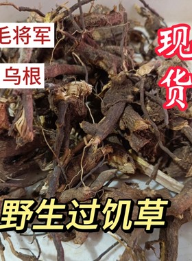 野生过饥草闽南白毛将军中草药土丁桂辛苦草羊耳菊根兔子耳朵乌根