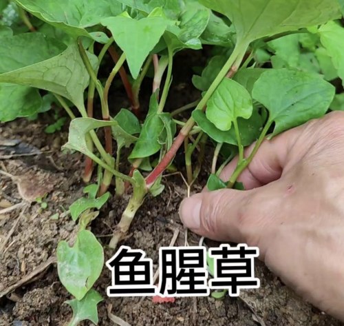 鱼腥草