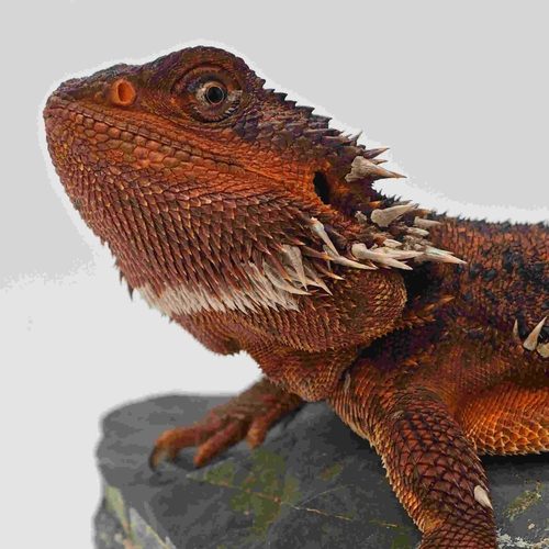 柑橘超白温顺红系幼体不咬人爬宠