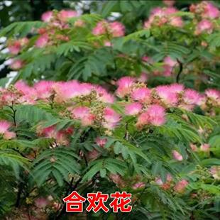 庭院耐寒花树 合欢花树苗 香水合欢花卉