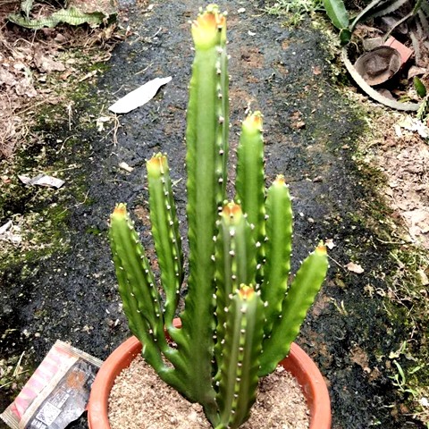 三角大科吉戟仙人柱嫁大接造景多肉植物gui绿植老盆栽桩室内外防
