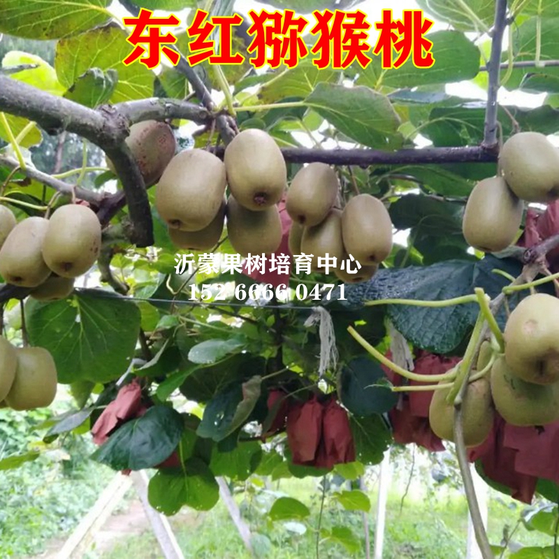 东红猕猴桃苗盆栽自花授粉当年结果南北方种植红心嫁接带果树苗