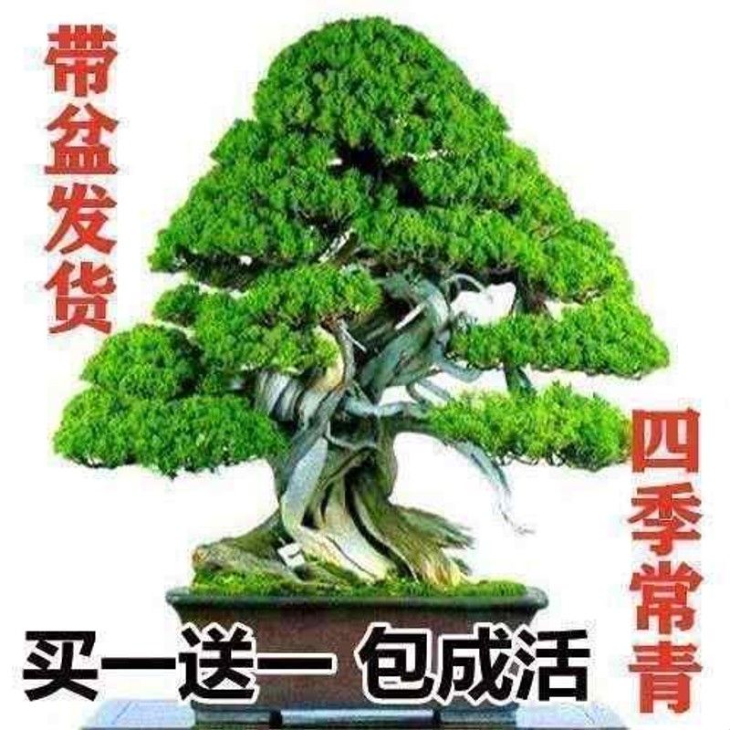 迎客松盆景四季常青耐寒绿植花卉室内松柏盆栽夏季耐热图片