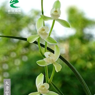翁源兰花喜花里建兰铭品大唐宫粉浓香朱德素好养室内绿植花卉盆栽