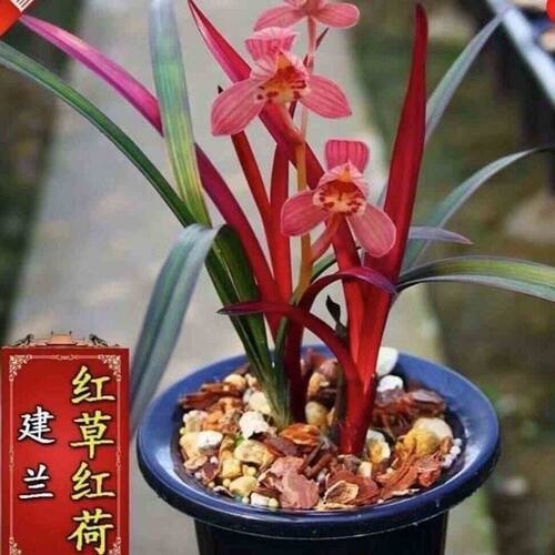【红草红荷】建兰四季兰荷瓣色花名贵兰花兰草铭品盆栽花卉绿植