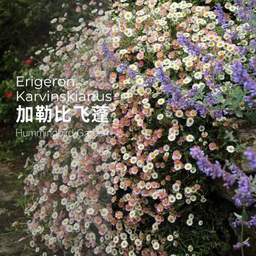 墨西哥飞蓬草加勒比飞蓬盆栽西班牙小雏菊多年生庭院阳台花园植物