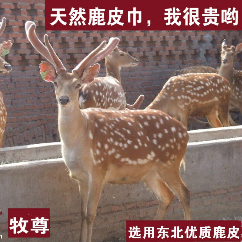 鹿皮巾擦车巾加厚洗车毛巾擦车毛巾真皮车用麂皮巾鸡皮鹿皮抹布86