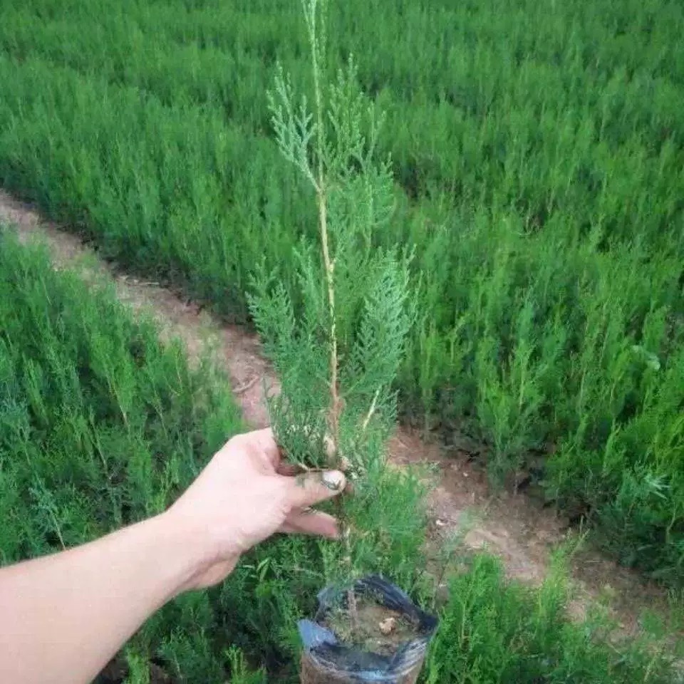 侧柏树苗 扁柏 柏枝树苗塔柏大松柏树苗 叶子可熏腊肉洗头长寿树