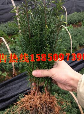 耐寒红豆杉室内外净化空气吸甲醛