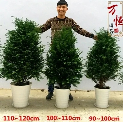 红豆杉室内外净化空气吸甲醛