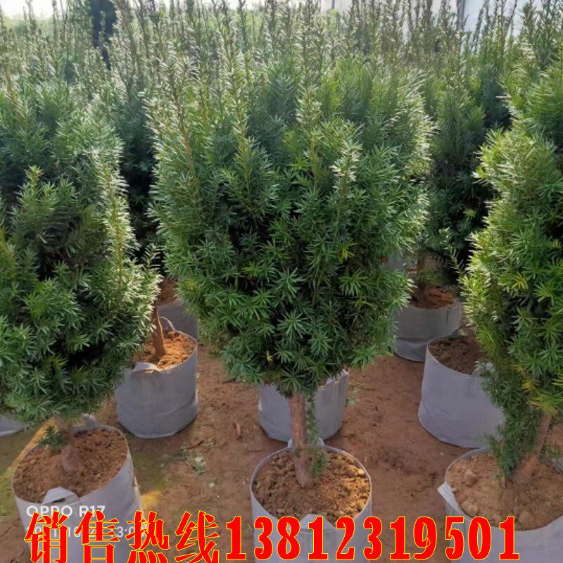 带果曼地亚红豆杉雌雄同体同株树苗盆栽盆景别墅大型植物室内外种