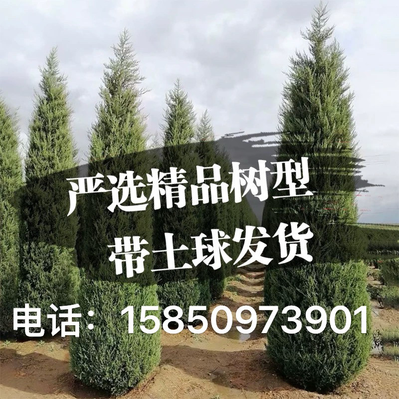 柏树树苗塔柏四季常青松柏树大树苗侧柏蜀桧苗扁柏宝塔松龙柏耐寒