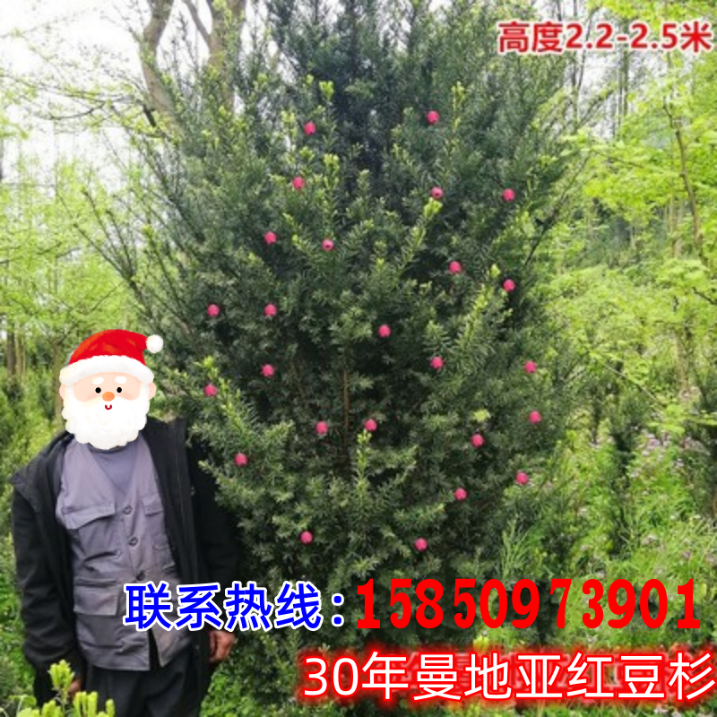 带果曼地亚红豆杉盆栽树苗大树绿植大型盆景老桩庭院植物母树结果