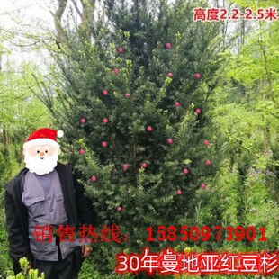 正宗曼地亚红豆杉盆栽树苗大型红豆杉盆景大树庭院栽植耐寒植