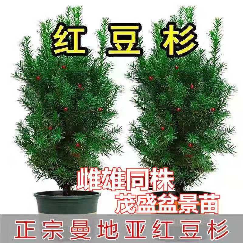 带果曼地亚红豆杉雌雄同体同株树苗盆栽盆景别墅大型植物室内外种