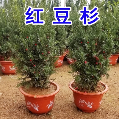 曼地亚红豆杉室内外净化空气