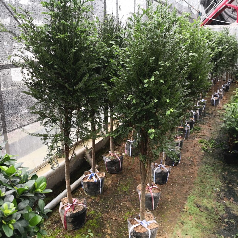 结果南方红豆杉大树绿植地栽盆栽树苗别墅庭院室内曼