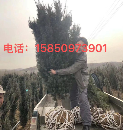 带果曼地亚红豆杉1公1母客厅盆栽别墅地栽大树南方红豆杉绿植