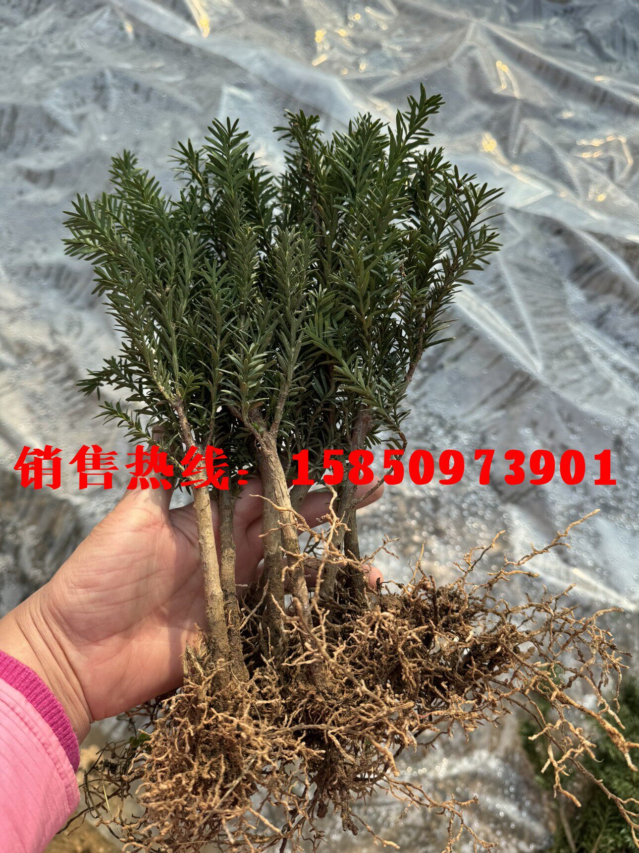 曼地亚红豆杉树苗小苗南北方东北盆栽地栽苗露天苗占地征地粗壮苗