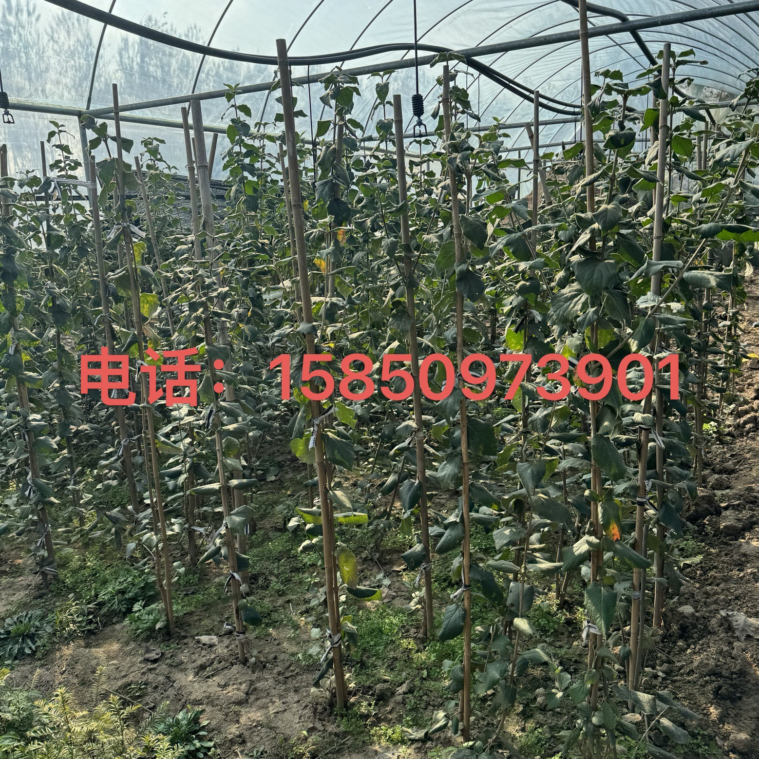 新品种大叶布克木绣球浓香味木本绣球粉色红蕾雪球荚蒾树苗盆栽苗