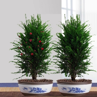 耐寒红豆杉室内外净化空气吸甲醛