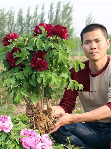 牡丹花苗盆栽大苗洛阳正宗花种缠枝庭院大花王重瓣室内牡丹花树苗