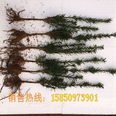 红豆杉室内外四季长青结果