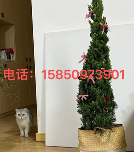 圣诞树苗龙柏苗松树苗四季常塔松树苗圣诞树型鲜活圣诞树龙柏树